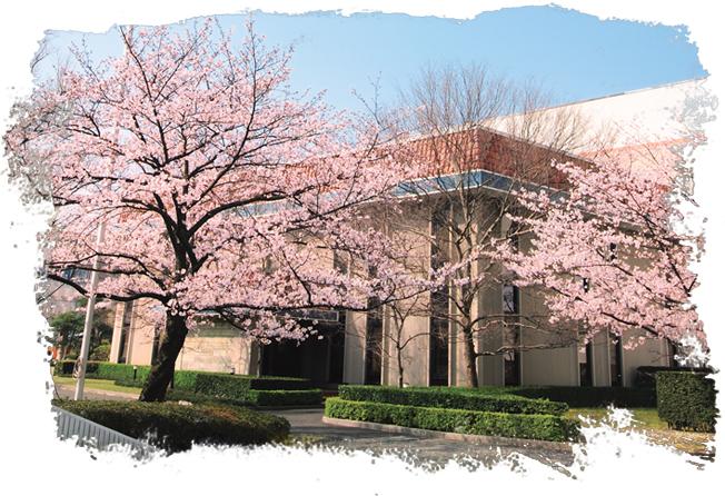 sakura flowers