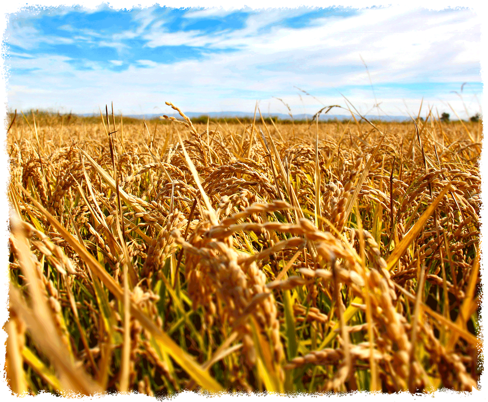 Vinaigre de riz authentique Marukan